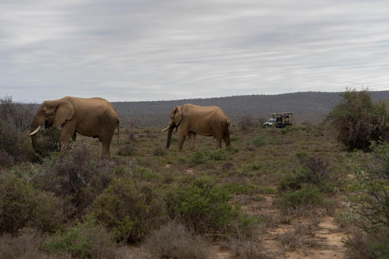 Kuzuko Lodge Addo Eksteriør billede