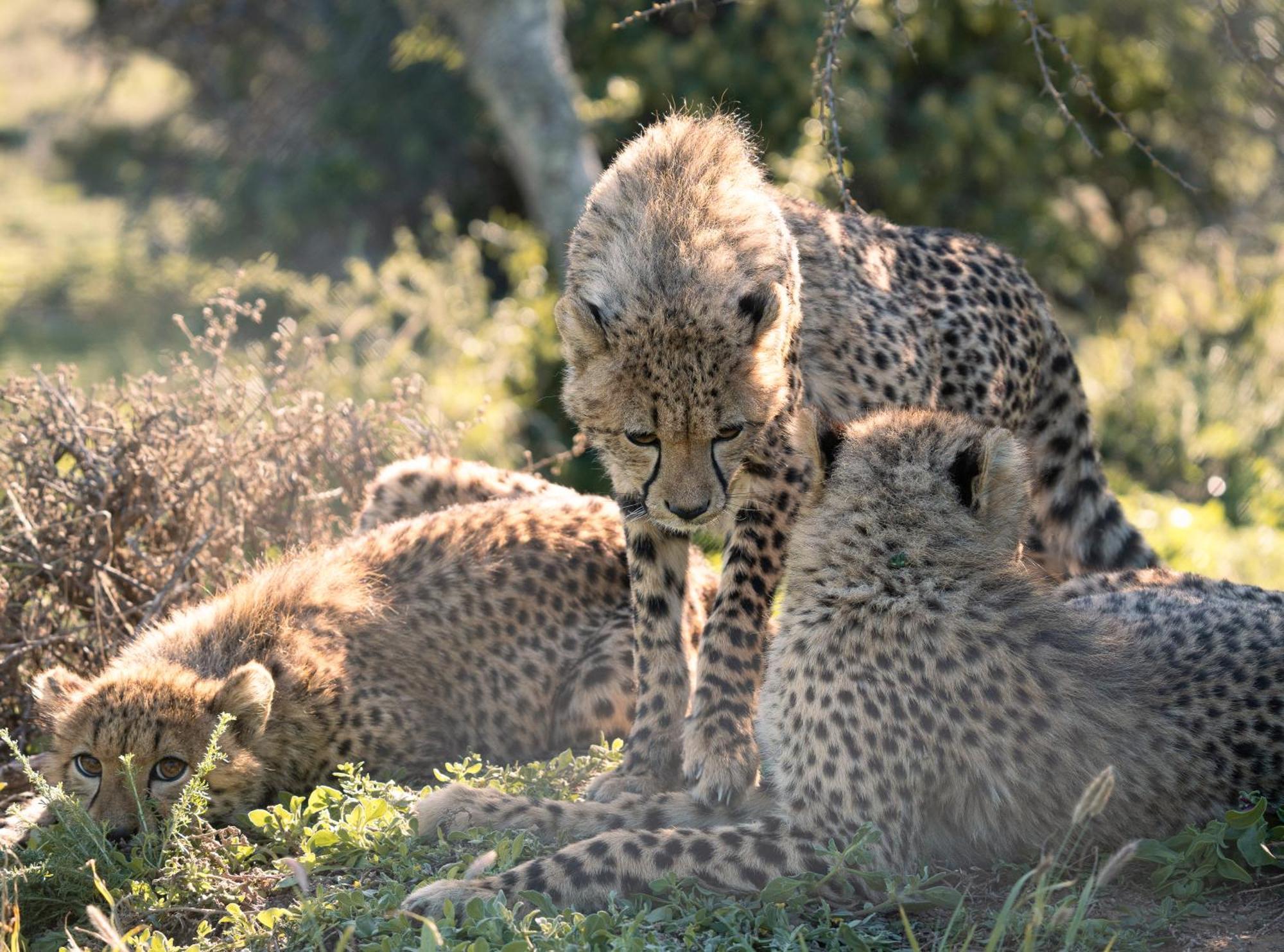 Kuzuko Lodge Addo Eksteriør billede
