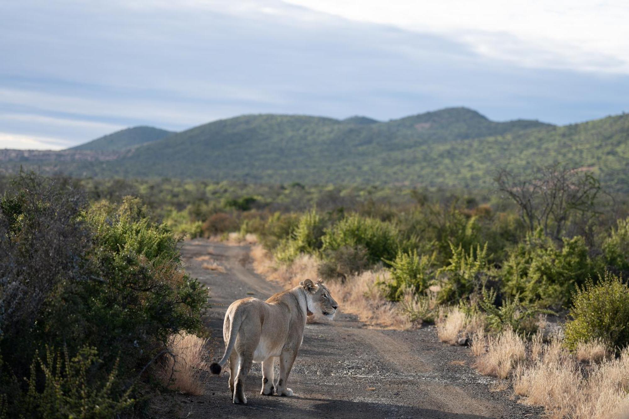 Kuzuko Lodge Addo Eksteriør billede