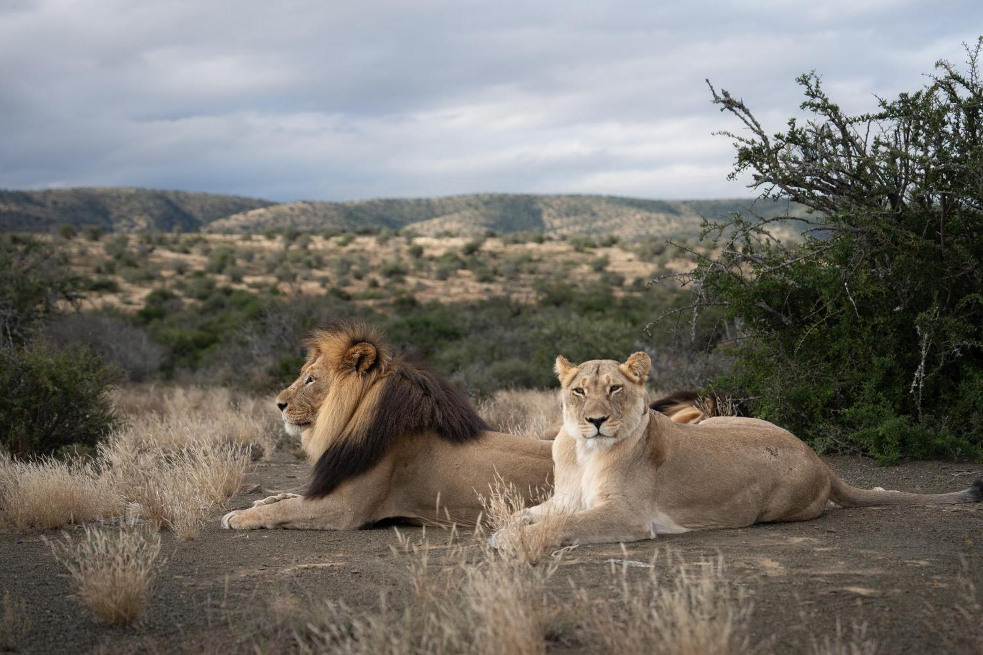 Kuzuko Lodge Addo Eksteriør billede