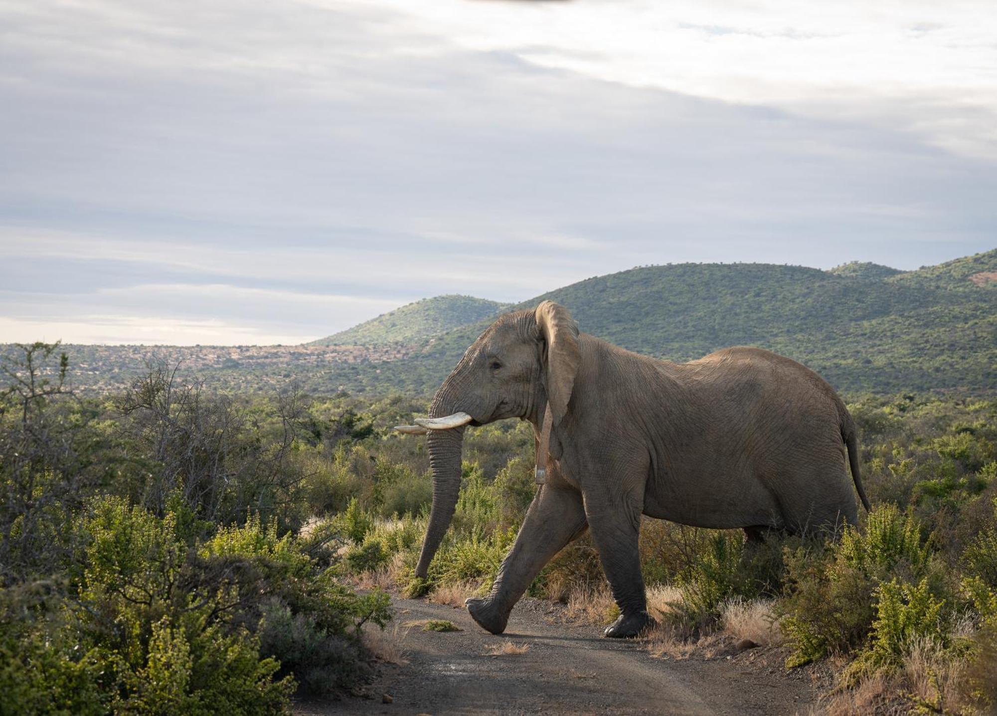 Kuzuko Lodge Addo Eksteriør billede