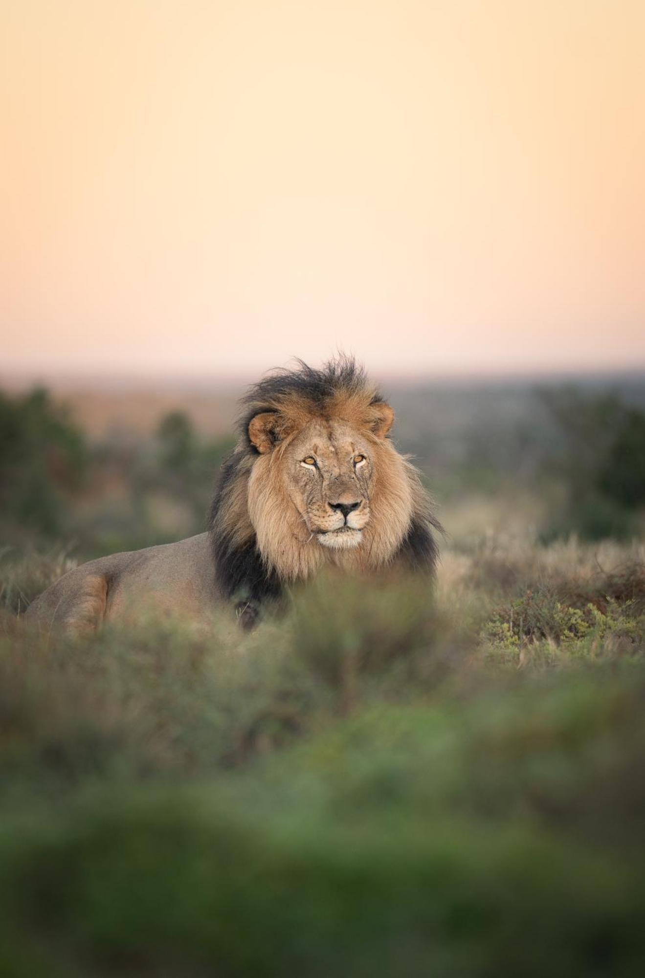 Kuzuko Lodge Addo Eksteriør billede